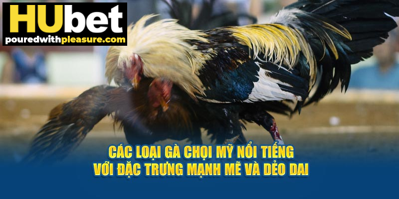 Các loại gà chọi Mỹ nổi tiếng với đặc trưng mạnh mẽ và dẻo dai