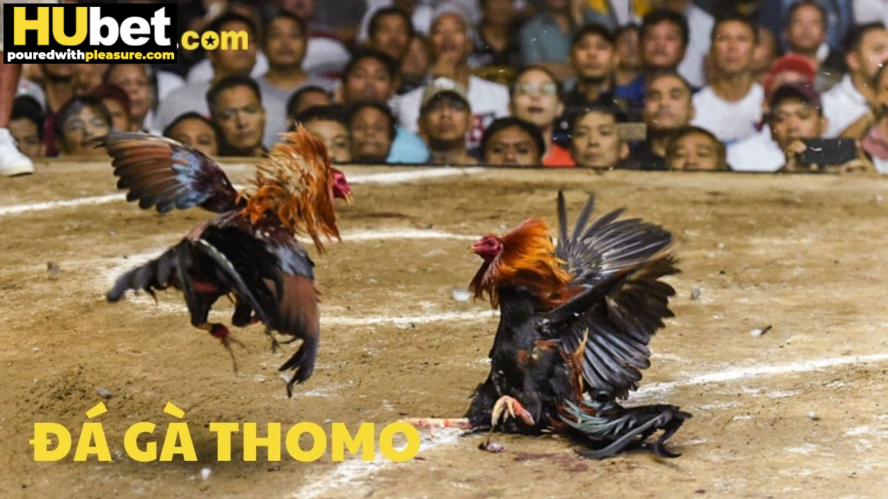 Soi kèo đá gà Thomo tại HUBET-Chính xác, hiệu quả