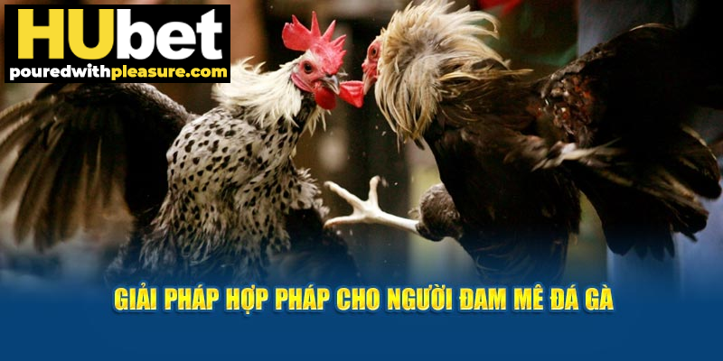 Giải pháp hợp pháp cho người đam mê loại hình này