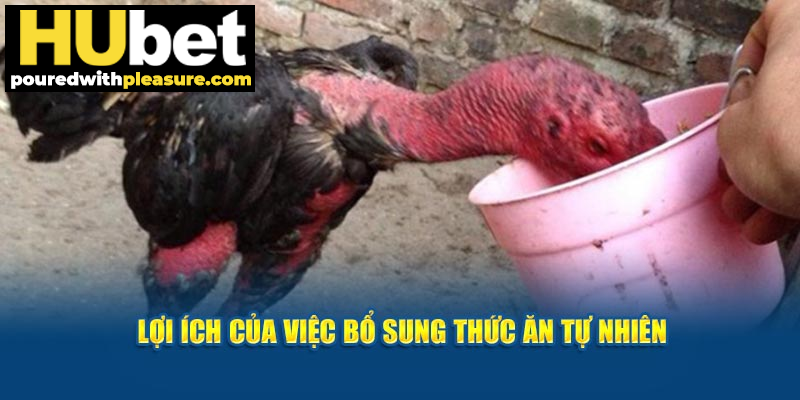 Lợi ích của việc bổ sung thức ăn tự nhiên