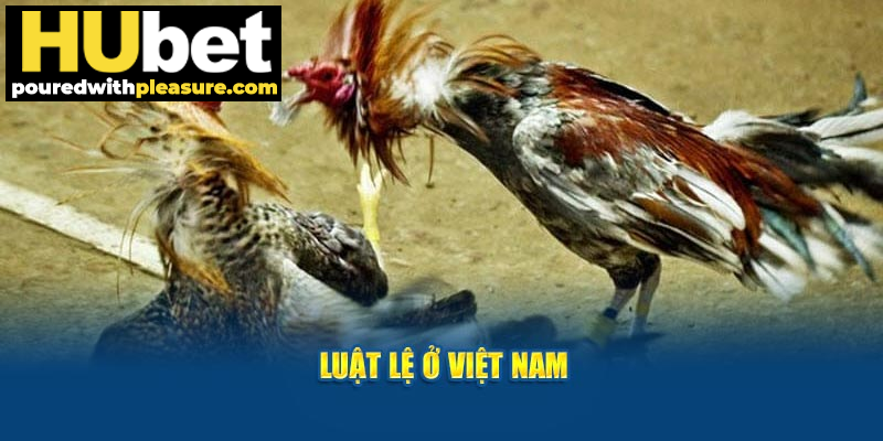 Luật lệ ở Việt Nam