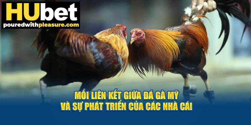 Mối liên kết giữa Đá Gà Mỹ và sự phát triển của các nhà cái