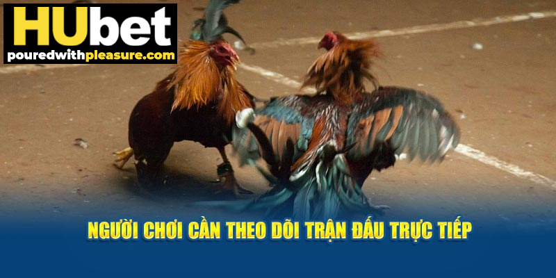 Tay cược cần theo dõi  trực tiếp