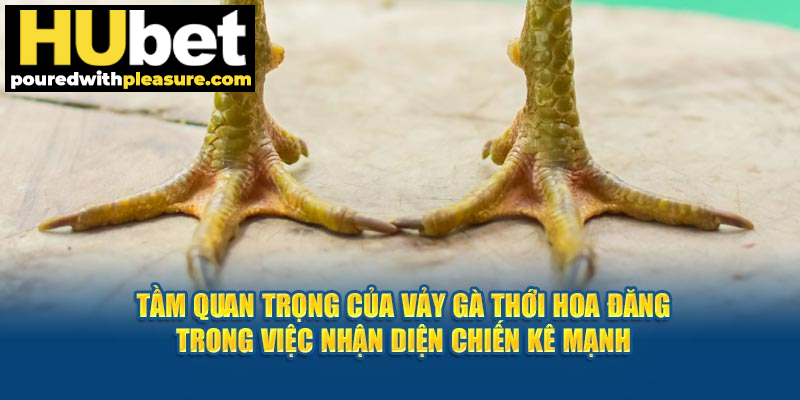 Tầm quan trọng của vảy gà thới hoa đăng trong việc nhận diện chọi thủ mạnh