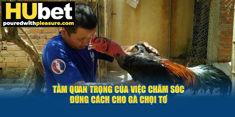 Tầm quan trọng của việc chăm sóc đúng cách cho gà chọi tơ