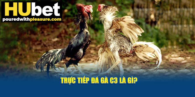 Trực tiếp đá gà C3 là gì?